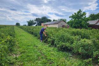 Te porzeczki można rwać za darmo i bez pytania. Bo rolnikowi nie opłaca się sprzedawać