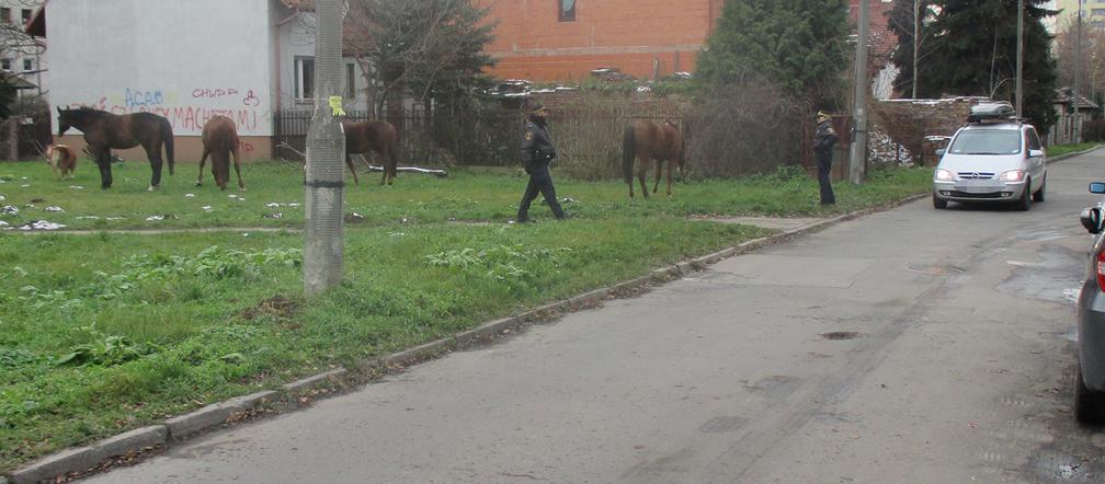 Pięć koni bez opieki przechadzało się  po  Krakowie!  Wydostały się ze stadniny!