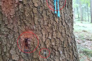 Nadleśniczy z Bieszczad: ekoterroryści powbijali gwoździe w drzewa. To śmiertelne zagrożenie