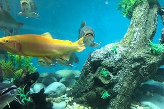 Gigantyczne akwarium na targach Rybomania 2017