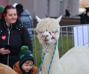 Orkiestrowe szaleństwo w Galerii Olimp! Tak mieszkańcy Lublina wspierają WOŚP. Zdjęcia