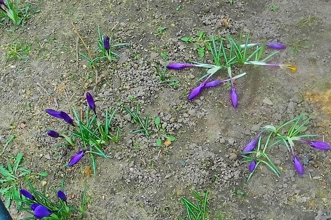 Na Jasnych Błoniach zakwitły krokusy. Niestety są deptane