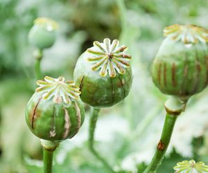 Opium - właściwości, działanie i historia substancji narkotycznej