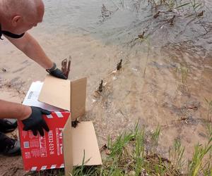 Papuga z Parszowa na gościnnych występach w Starachowicach i rodzinka kaczek spacerująca ul. Smugową