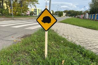 Nietypowe znaki drogowe w Piekarach Śląskich. Ostrzegają o... jeżach. Tak miasto dba o bezpieczeństwo małych ssaków