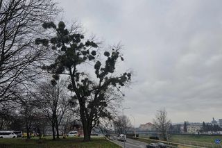 Najbardziej bożonarodzeniowe drzewo na Podkarpaciu!