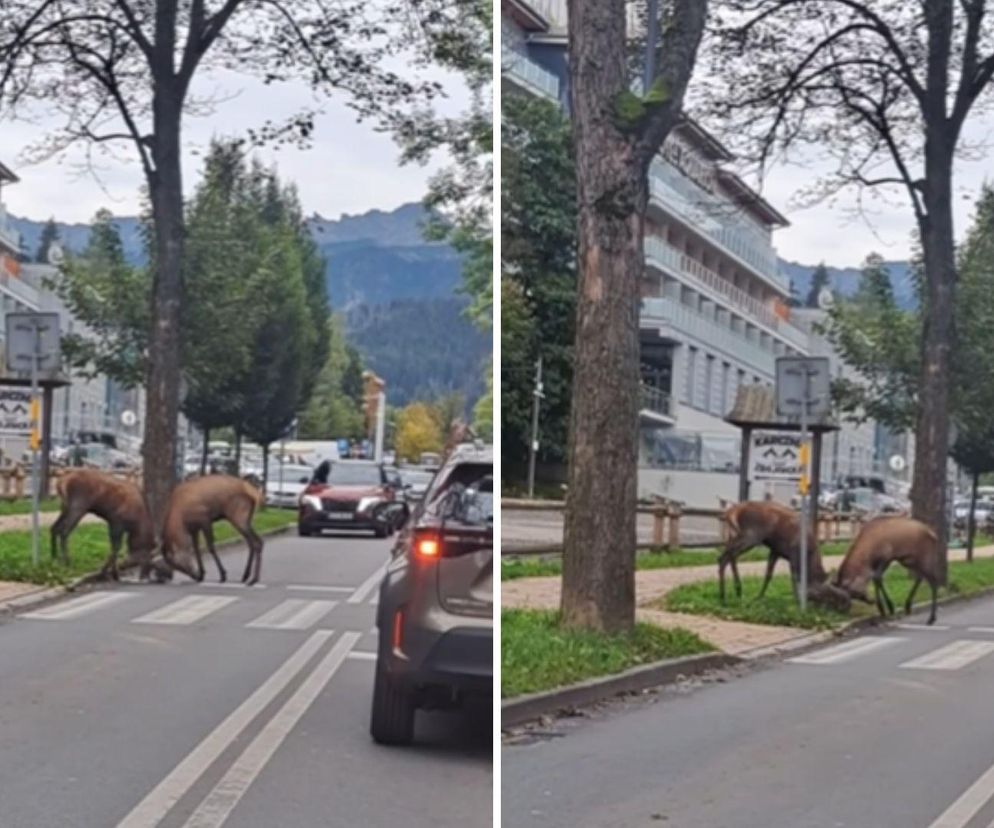 Spektakularna walka jeleni w centrum Zakopanego