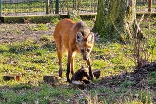 Z chorzowskim zoo urodziły się wilki grzywiaste. Jak się będą nazywać?