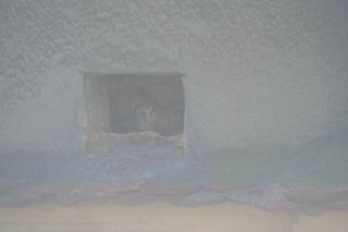 Pustułki w Szczecinie