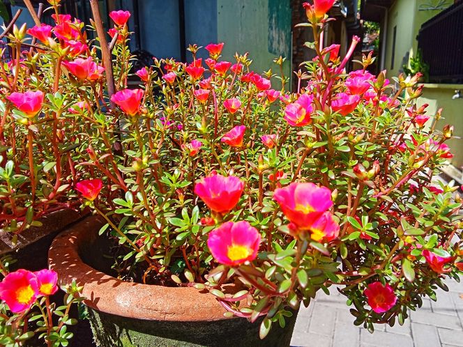 Portulaka wielkokwiatowa