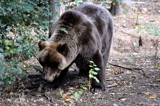   W poznańskim Zoo wszystkie niedźwiedzie już się wybudziły, tylko Wojtusia jeszcze śpi!