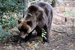 Jak niedźwiedzie w Zoo w Poznaniu szykują się do zimy? Dwa już śpią, a reszta...je