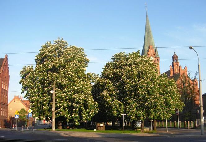 Plac Kościeleckich – Plac Rewolucji Październikowej (1950-1956)