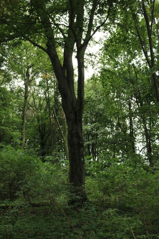 To największy kompleks leśny na Mazurach. Co krok pojawiają się malownicze jeziora