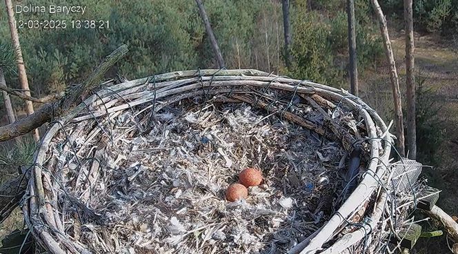 Sokoły wędrowne z Doliny Baryczy rozpoczęły sezon. Borek i Zdenka mają już pierwsze jaja 