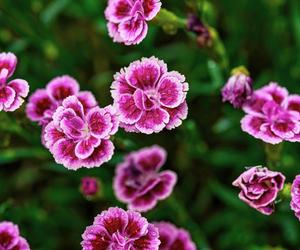 Goździk ogrodowy (Dianthus caryophyllus)