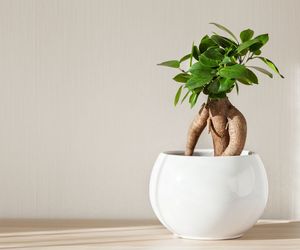 Kiedy przesadzić i jak nawozić fikusa 'Ginseng'? [Porada eksperta]