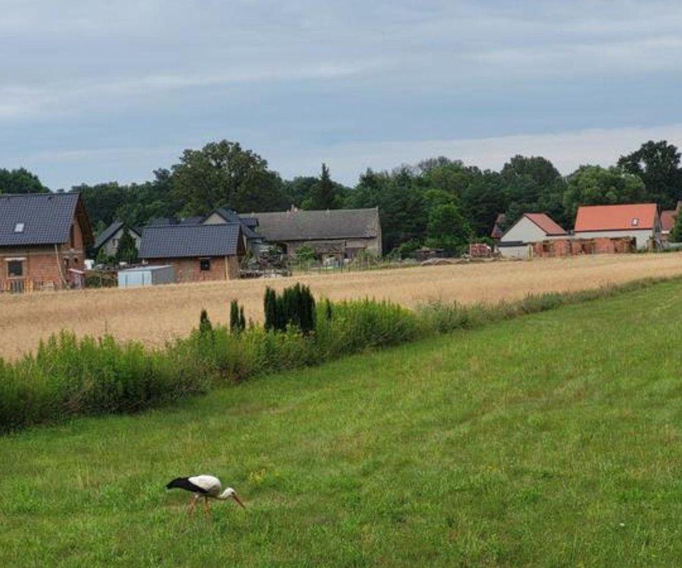 Zbudowałeś szopę bez zgłoszenia? Sprawdź, czy unikniesz 10 tys. zł grzywny