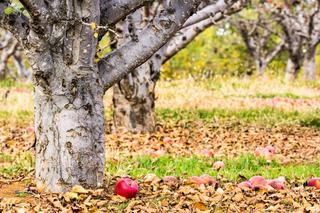 Zgorzel kory jabłoni - choroba grzybowa atakująca jabłonie i grusze