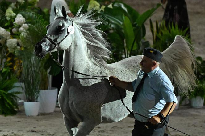 Porażka Pride of Poland 2024? Zyski są zdecydowanie niższe niż rok temu