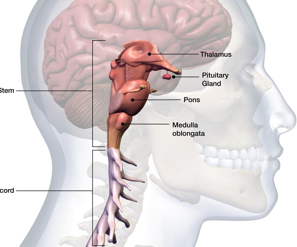 Podstawową funkcją pnia mózgu jest przekazywanie impulsów nerwowych pomiędzy poszczególnymi częściami ośrodkowego układu nerwowego