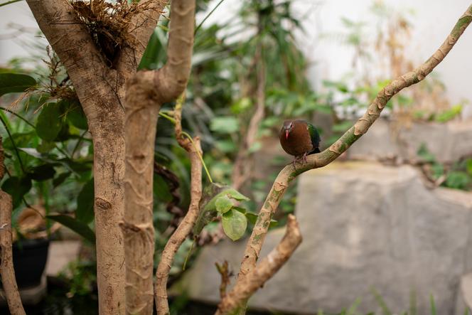 Ogród zoologiczny im. Stefana Milera w Zamościu