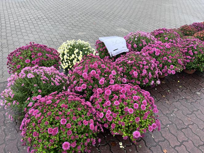 Ceny zniczy i kwiatów pod cmentarzem w Gorzowie