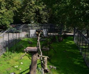 W chorzowskim ZOO otwarto właśnie nowe wybiegi dla rysi i rosomaków