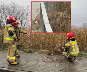 Sarna uwięziona w pułapce. Utknęła między metalowymi barierkami
