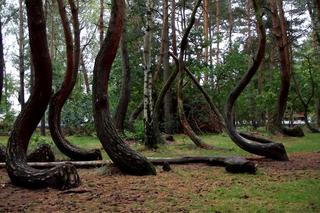 Krzywy las pod Gryfinem. Jedyny taki w Polsce! Dlaczego rosną w nim krzywe drzewa? [ZDJĘCIA]