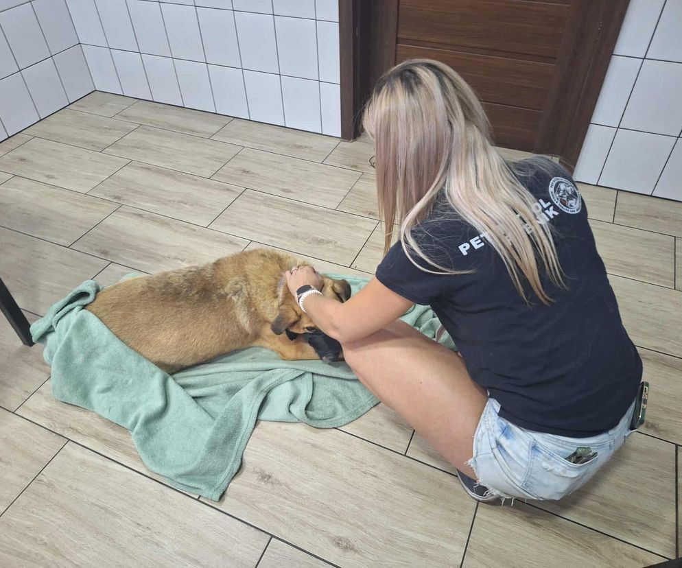Dramatyczna interwencja Pet Patrol Rybnik. Pies konał w samotności
