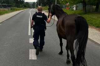 Przy drodze w pow. puławskim na Lubelszczyźnie biegały konie