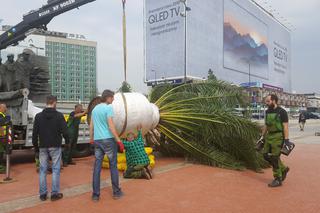 Palmy wróciły na rynek w Katowicach