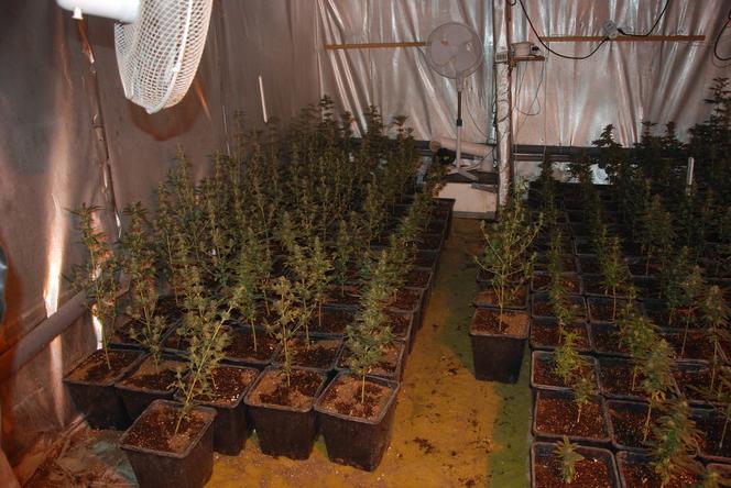 37-latek z Kościana w areszcie. Za dużą uprawę konopi i kilka kilogramów jej suszu