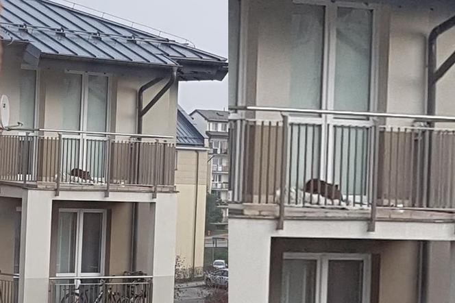 Pies zamknięty na balkonie [ZOBACZ ZDJĘCIA]