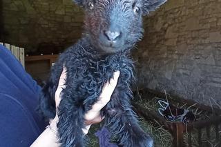 Radosny dzień w Muzeum Wsi Radomskiej! 