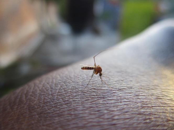 Sprawdzone metody na komary