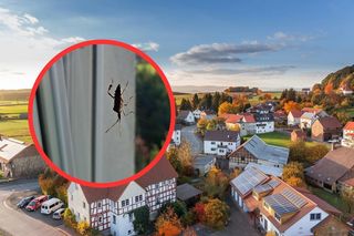 Cuchnący wtyk amerykański pcha się do domów. Jesienią przeprowadzają szturm!