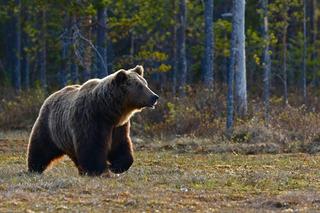 Niedźwiedzica zaatakowała i poraniła grzybiarza. Mężczyzna z poważnymi obrażeniami trafił do szpitala