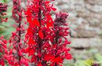 Lobelia szkarłatna