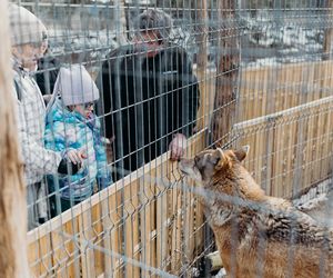 Leśne Pogotowie spełniło marzenie pacjentki hospicjum w Katowicach. Dziewczynka mogła zobaczyć i dotknąć wilka