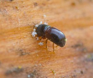 Leśnicy wyłapują groźne owady