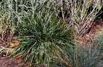 Sesleria 