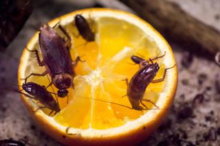 Karaluchy i mrówki faraona - jak z nimi walczyć?