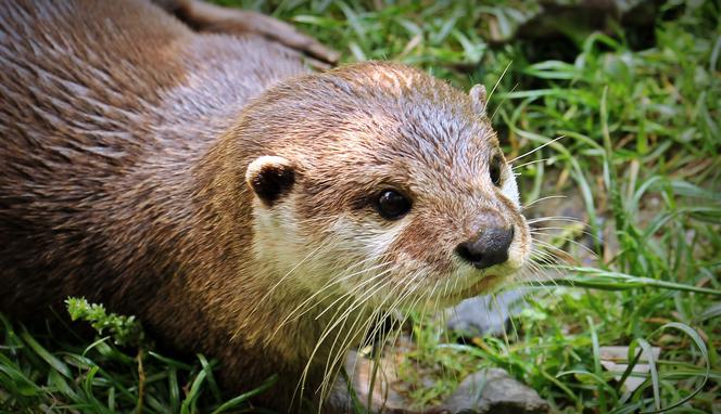 Szczepienia na COVID-19 dla ZWIERZĄT - akcję prowadzą ogrody zoologiczne