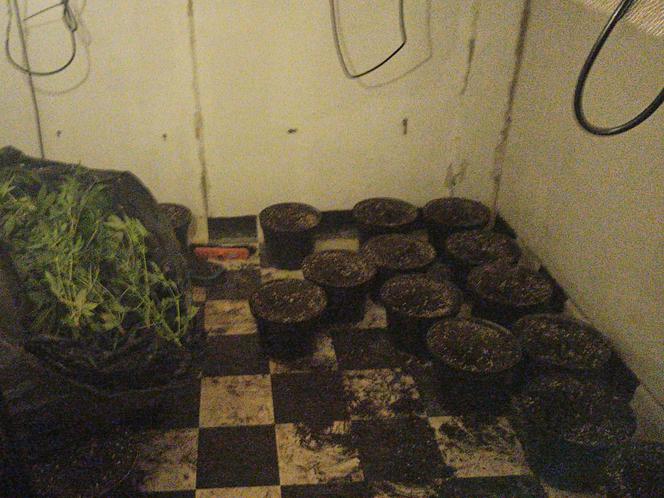 Plantacja trawki pod Otwockiem