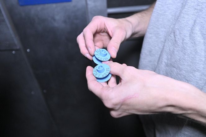 Reporterzy "Super Expressu" zamienili się w świnie. To pierwsze takie miejsce w Polsce. Nietypowy escape room w Warszawie