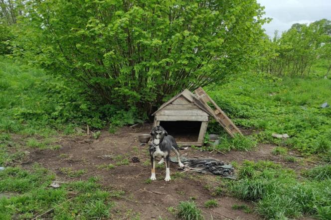 Horror zwierząt w Bisztynku