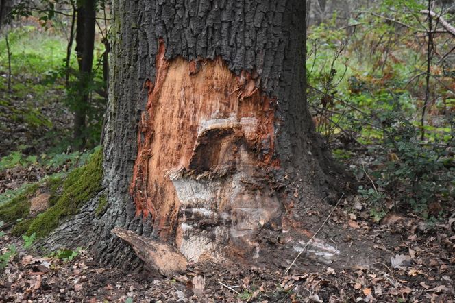 Wypadek koło Gryżyny
