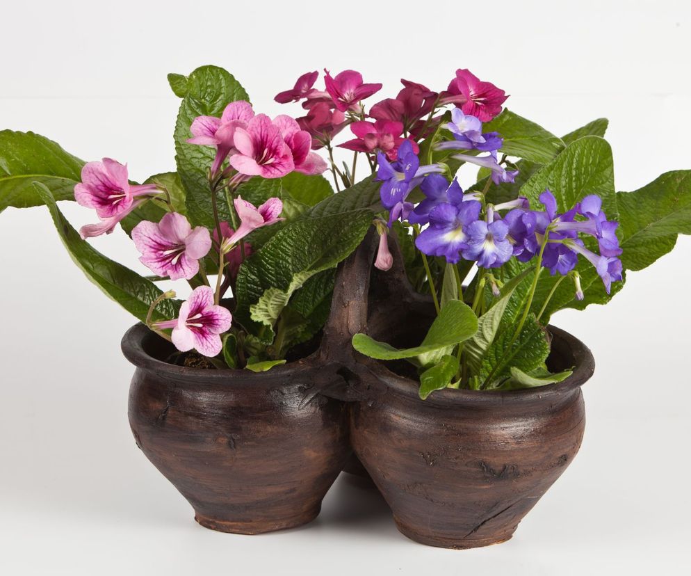 Skrętnik (Streptocarpus)